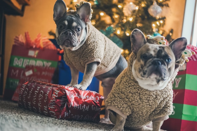 male vs female french bulldogs