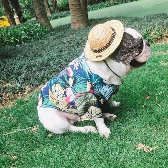french bulldog shirts