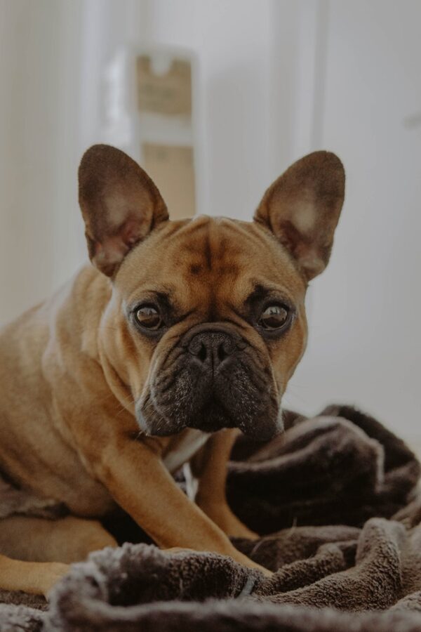 Why Is My French Bulldog Throwing Up? Reasons and Solution