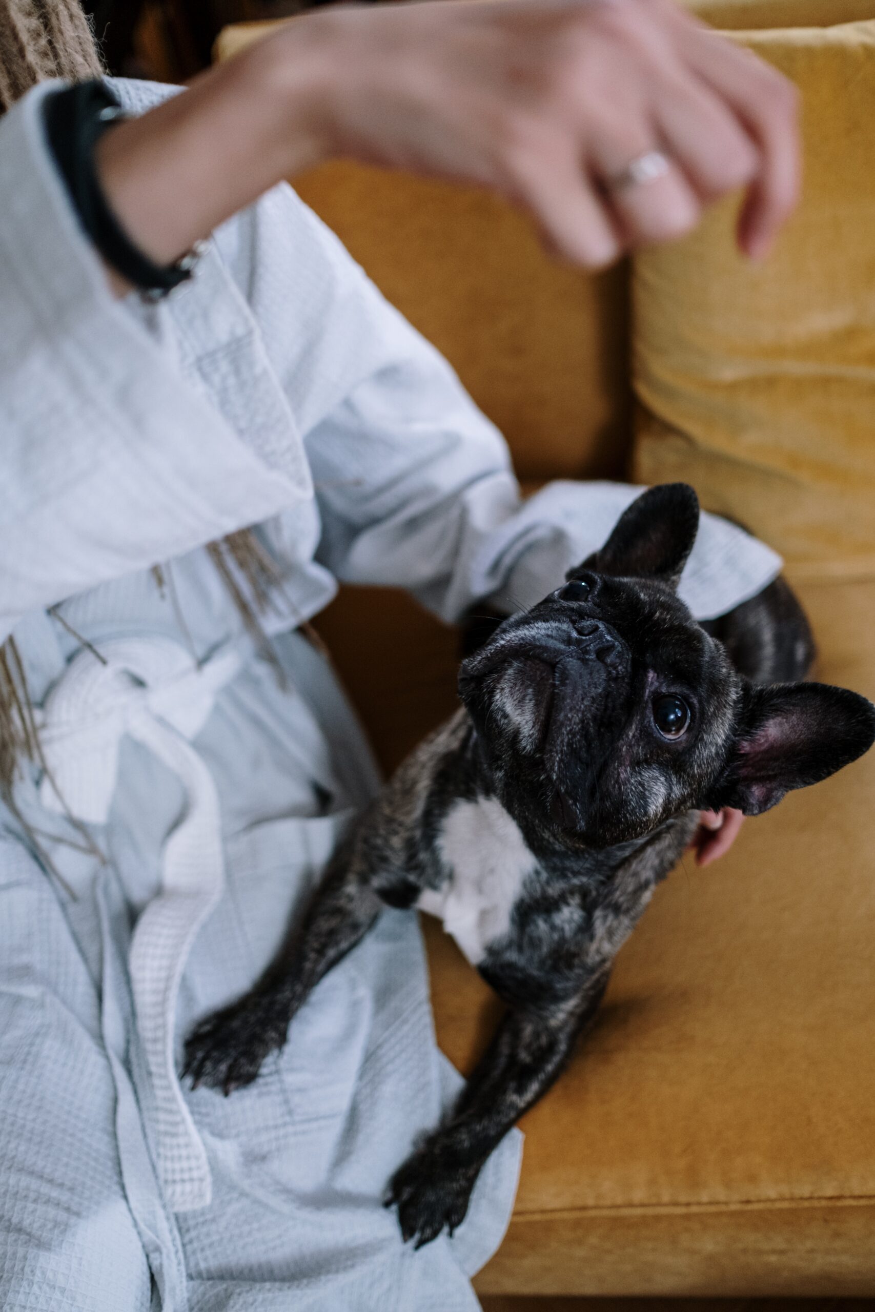 can french bulldogs eat bananas