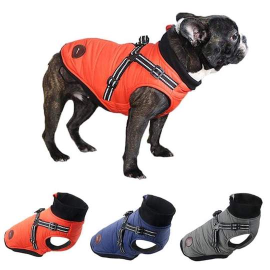 What Is The Best Harness For A French Bulldog? French Bulldog Breed