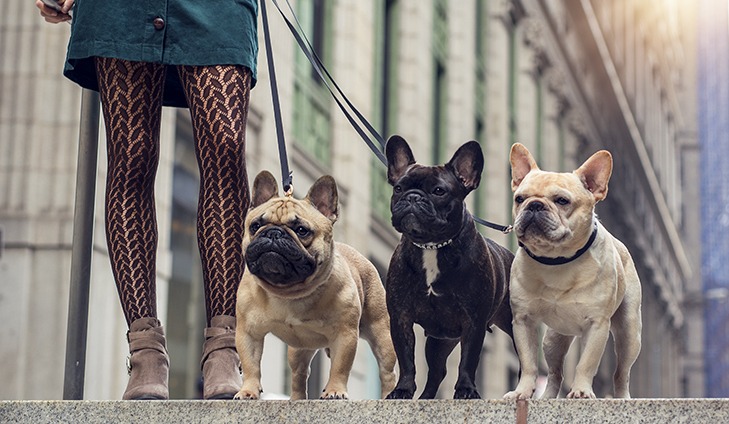 french bulldog behavior problems