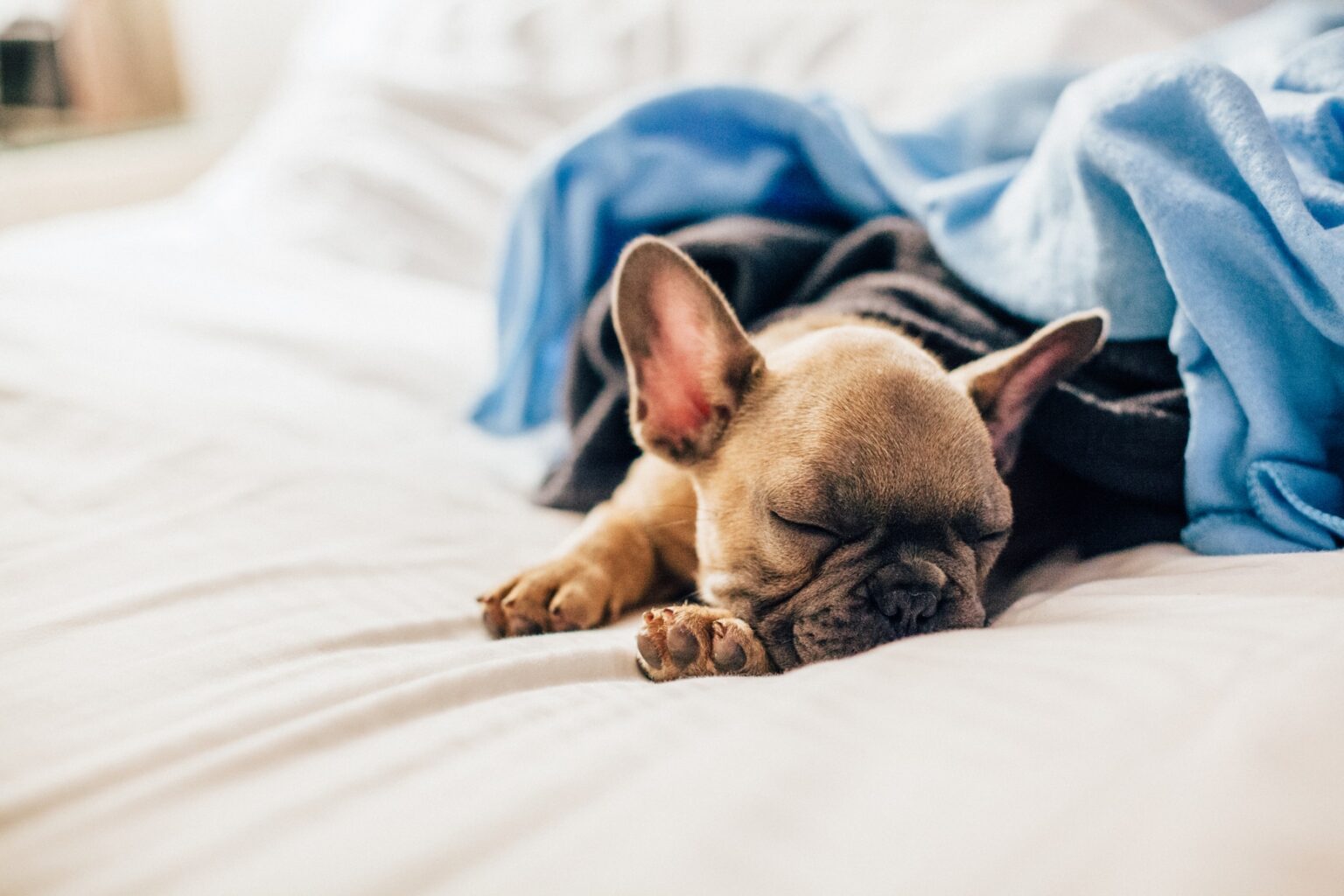 Discover The Best Beds For French Bulldogs 2024 Ultimate Guide French Bulldog Breed
