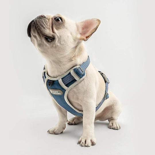best harness for a french bulldog