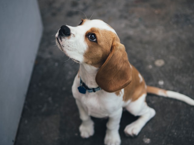 french bulldog mixes