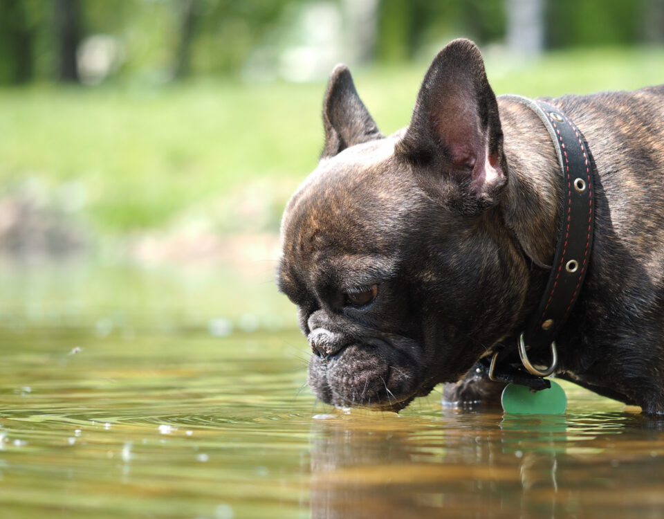 how to make my french bulldog coat shiny
