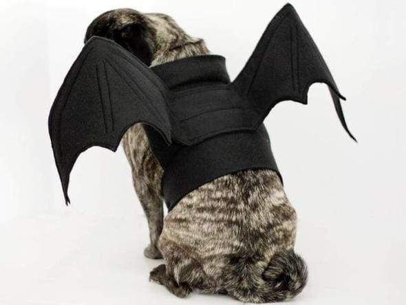 french bulldog halloween costumes