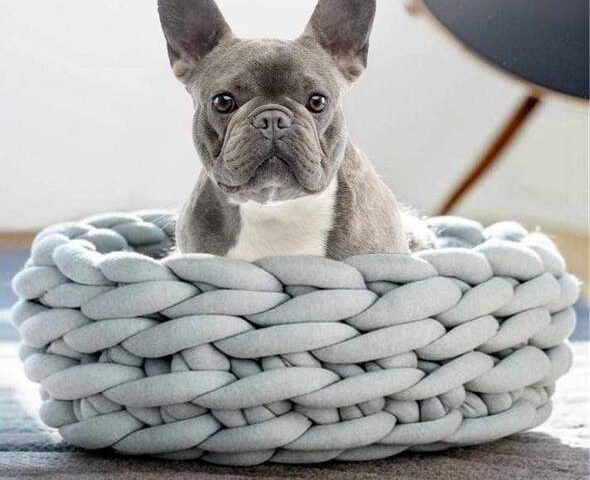 frenchie bed