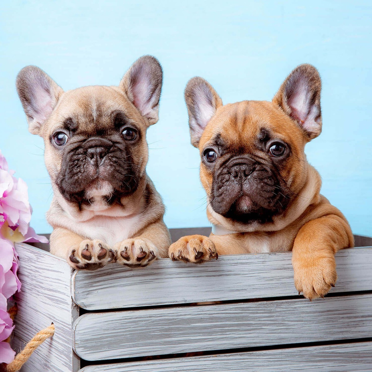 Two red fawn French bulldog puppies
