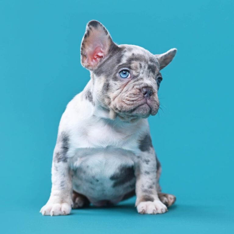Clean French Bulldog's Eyes Easy & Proven Methods