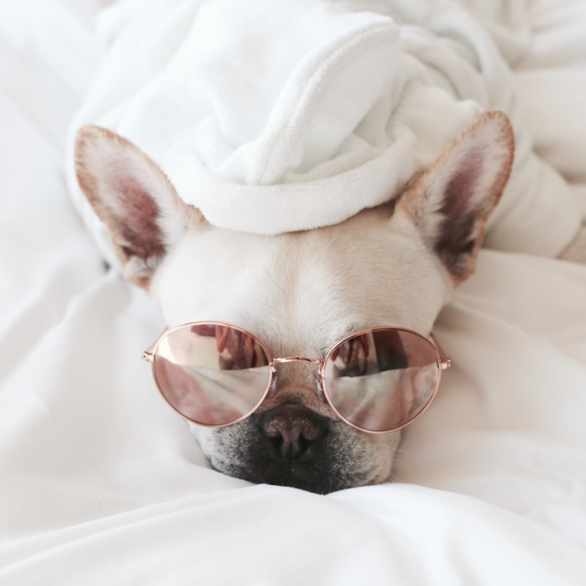 French Bulldog Sleep in Their Bed