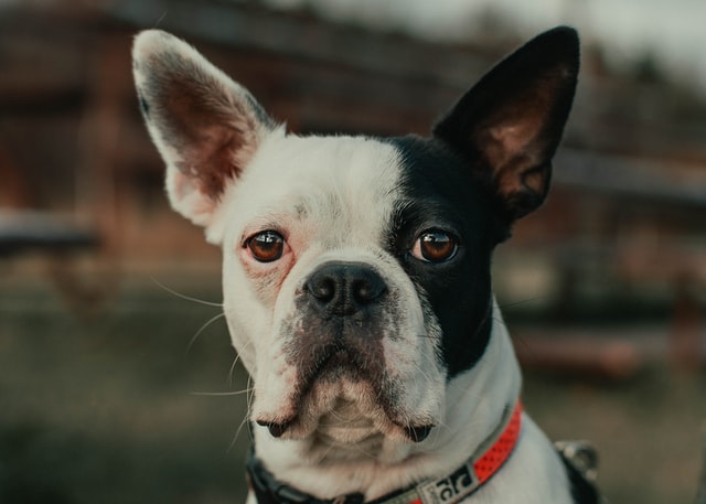 worms in french bulldog