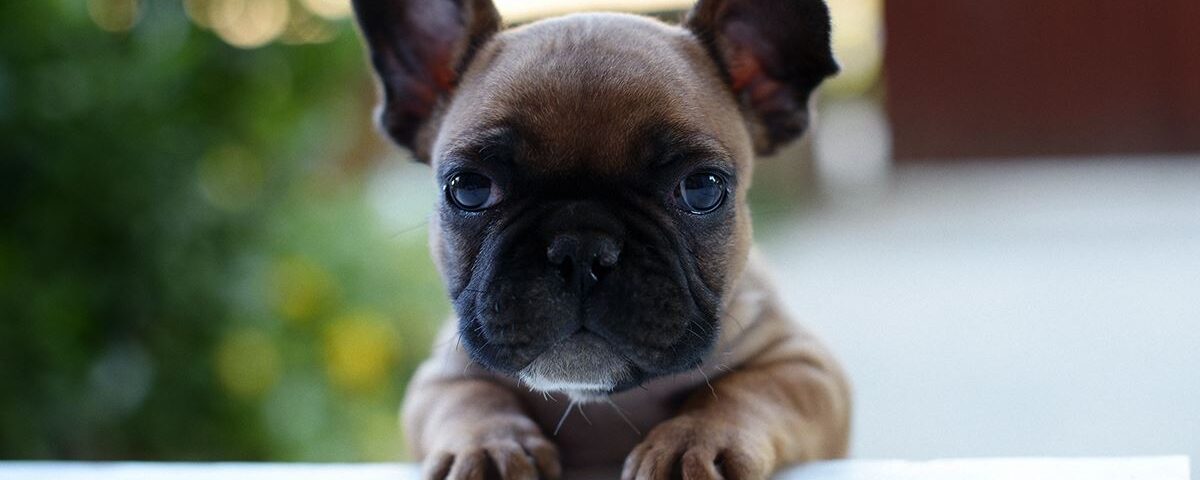 pet insurance for a french bulldog