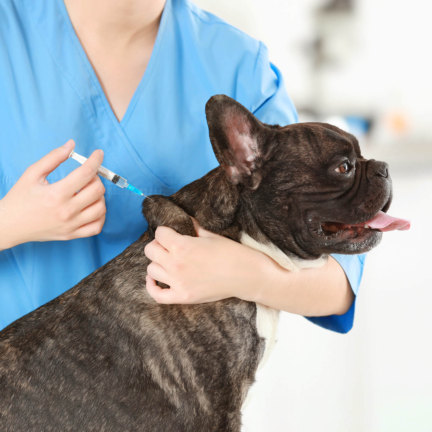 French Bulldog vaccinations