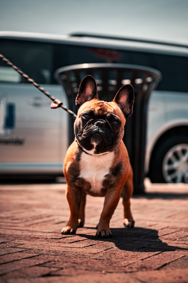 eye discharge in french bulldogs