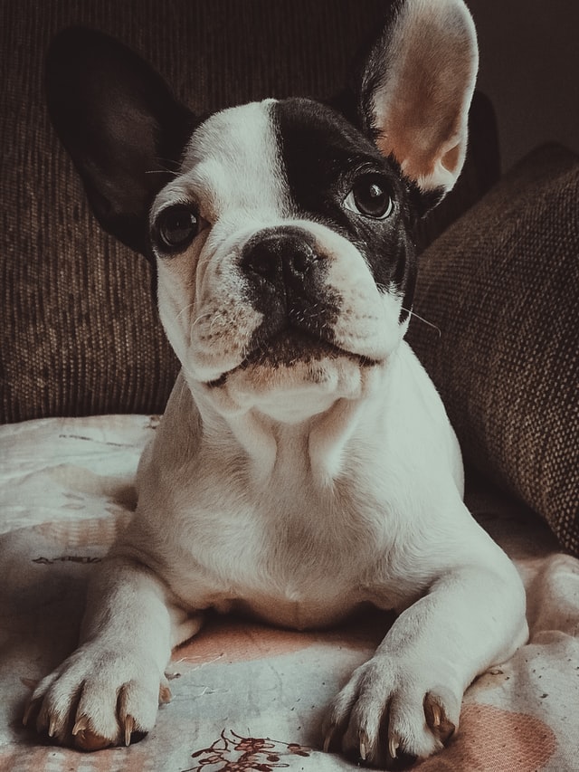 eye discharge in french bulldogs