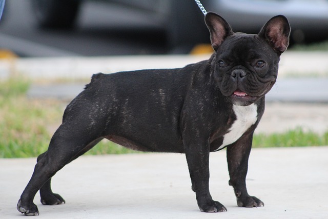 Full body side photo of the adult brindle French bulldog on the leash