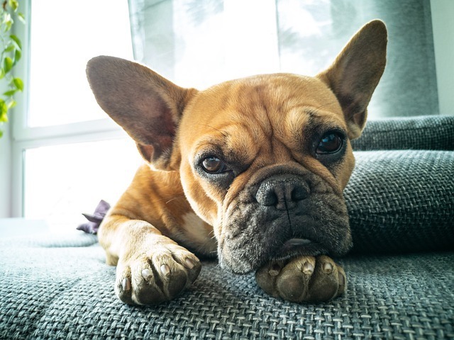 dermatitis in frenchies