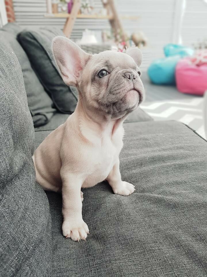 the most expensive french bulldog
