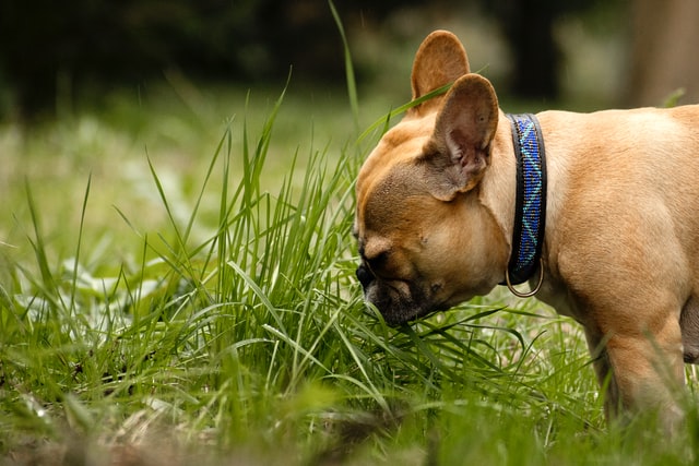 Can French Bulldogs Give Birth Naturally