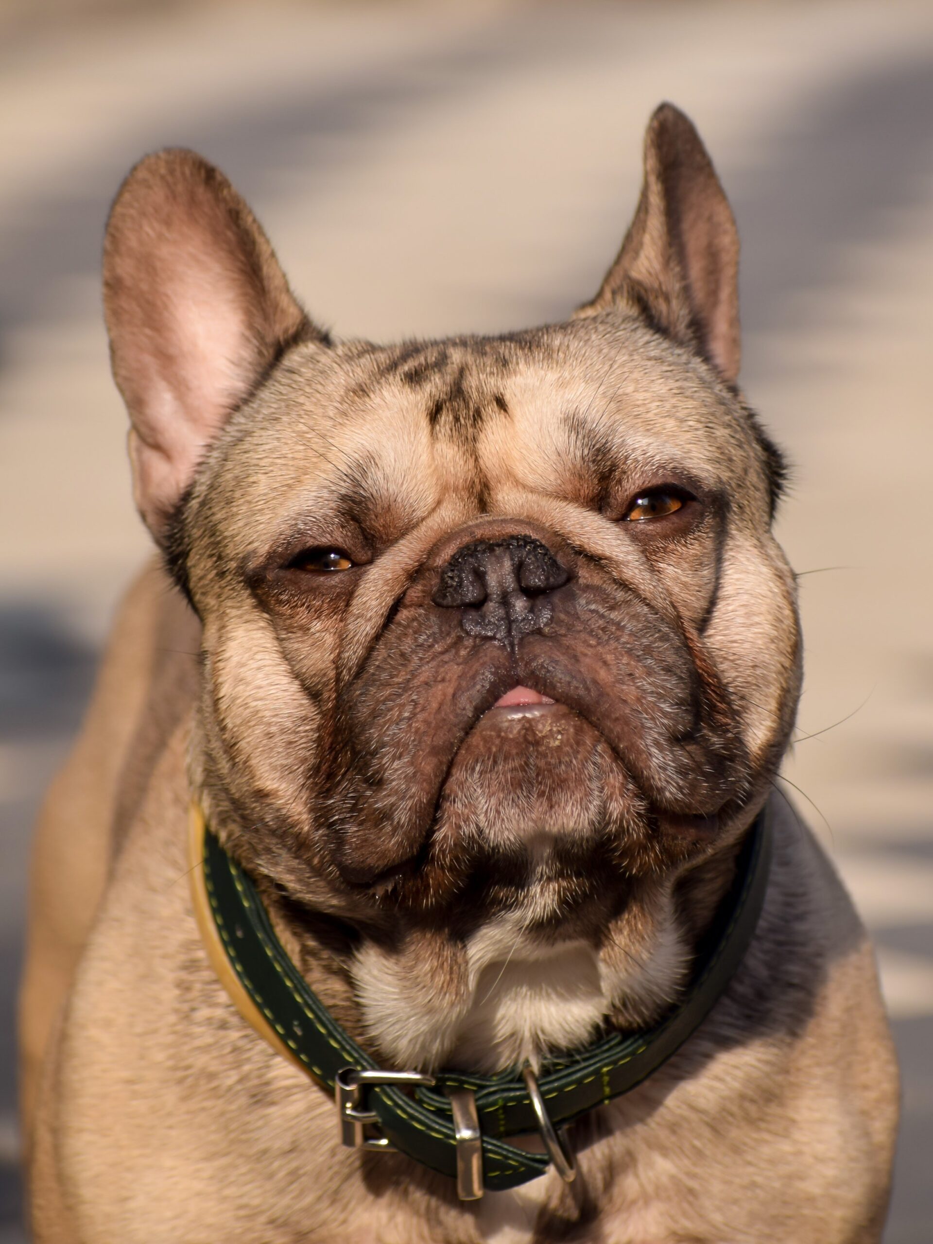 Portrait of senior French Bulldog