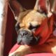 ear mites in french bulldogs
