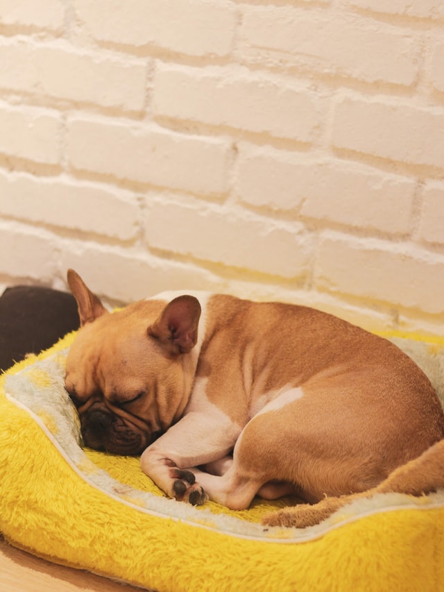 luxating patella in french bulldogs