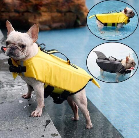 french bulldog life jackets