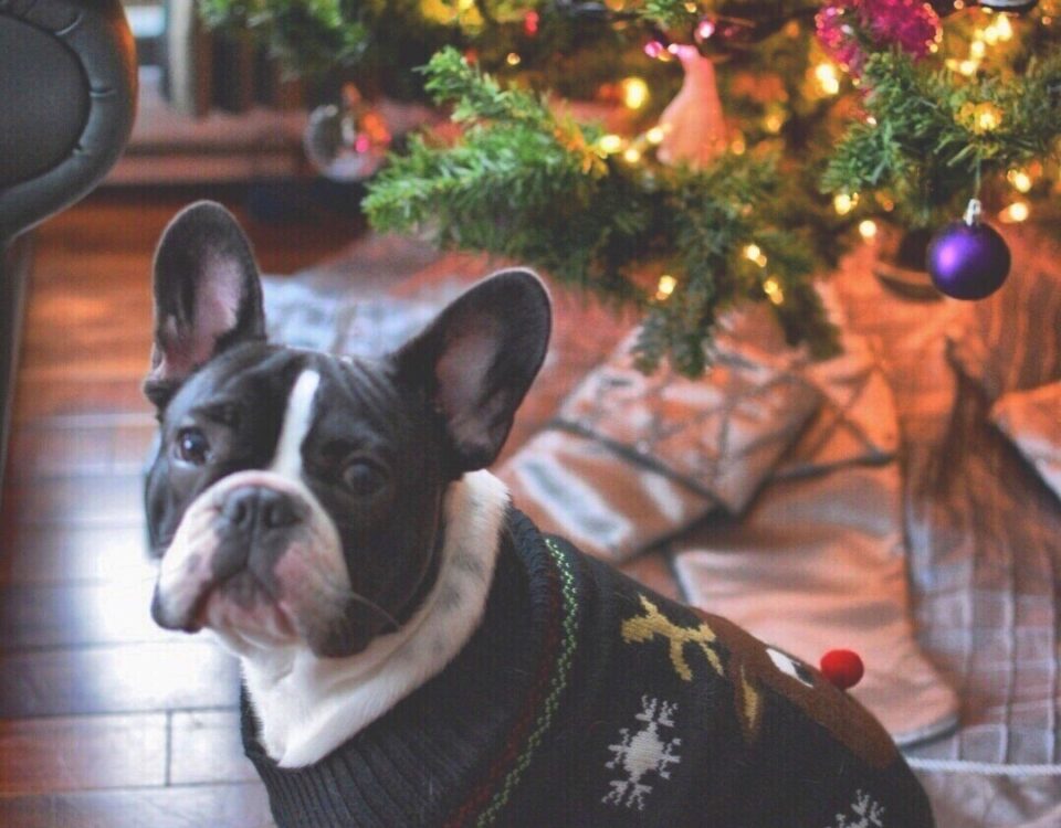 french bulldog christmas costumes Archives - French Bulldog Breed