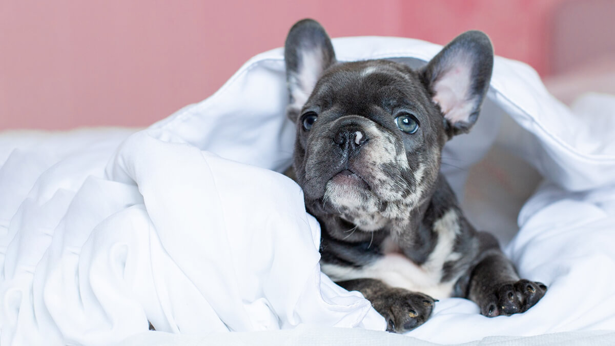 Discover The Best Beds For French Bulldogs 2024 Ultimate Guide French Bulldog Breed