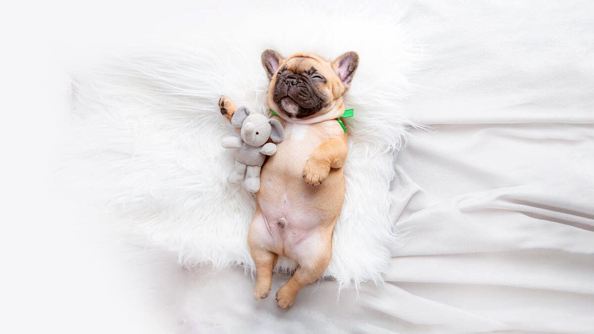 Fawn French bulldog puppy sleeping on his back hugging a plush toy