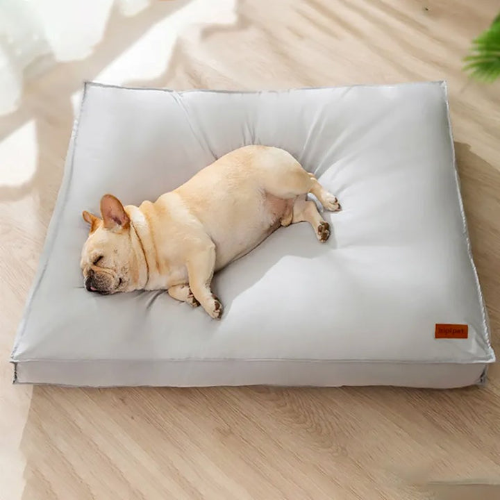 Discover The Best Beds For French Bulldogs 2024 Ultimate Guide French Bulldog Breed