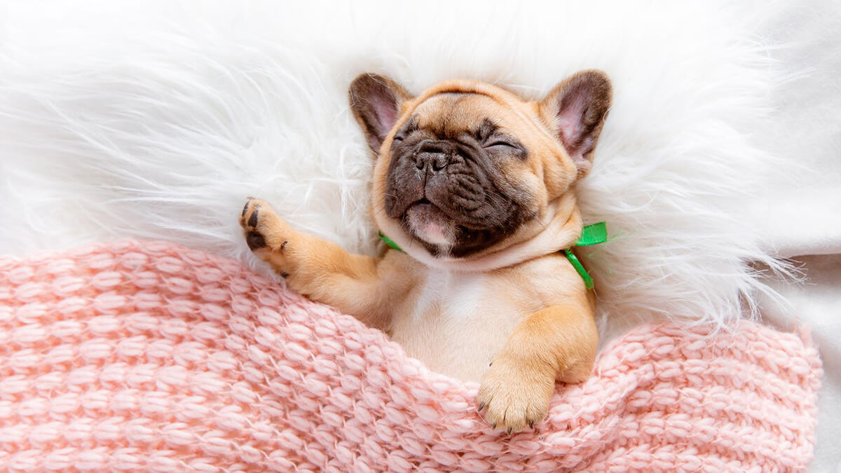 Discover The Best Beds For French Bulldogs 2024 Ultimate Guide French Bulldog Breed