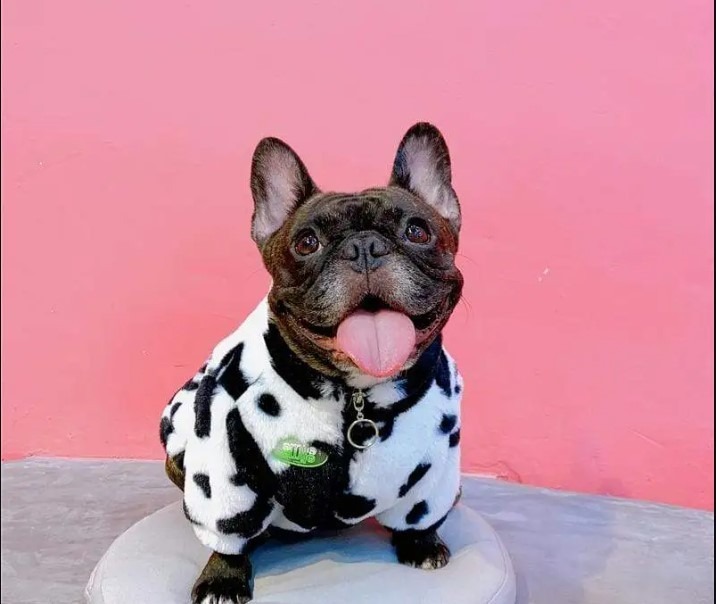 French Bulldog jacket on cute brown Frenchie against pink background