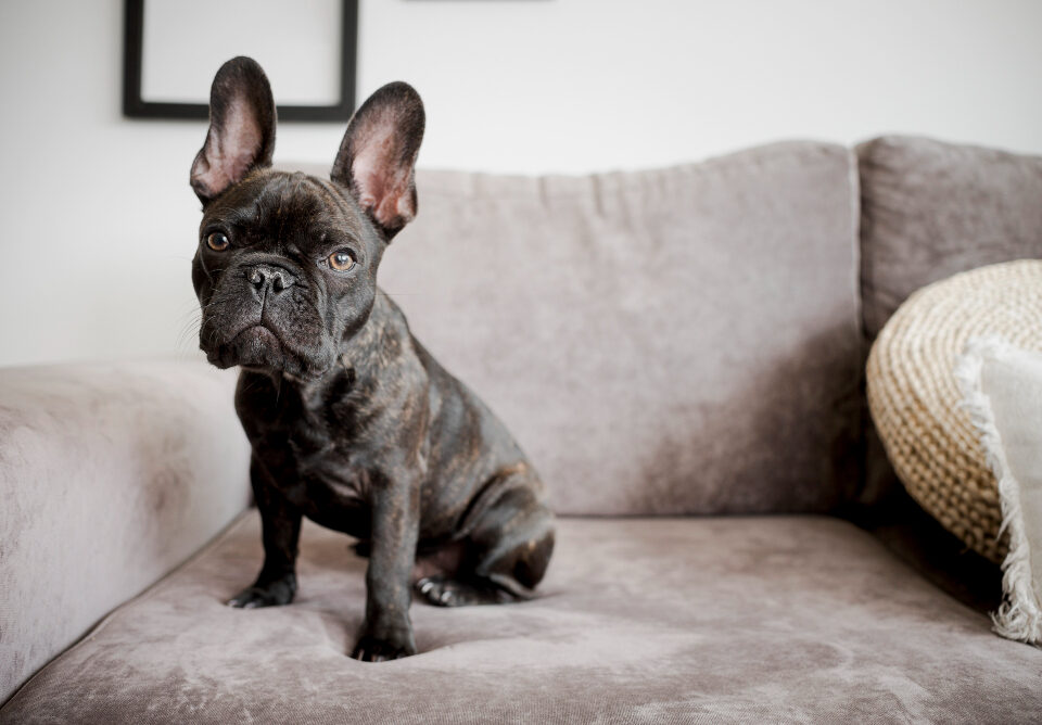 luxating pattella in french bulldogs