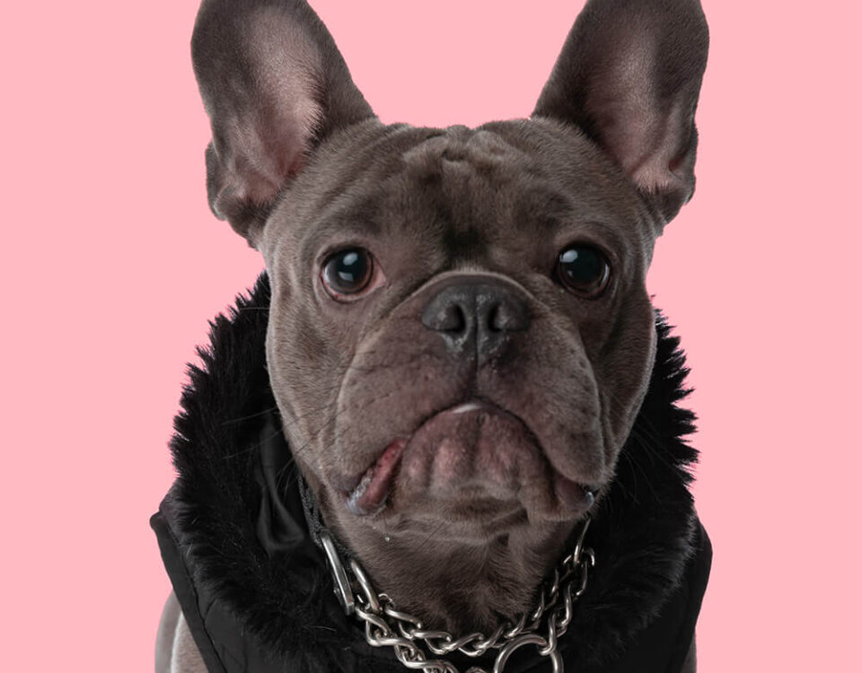 How To Survive Summer With Your French bulldog? 10 Must Have Items French Bulldog Breed
