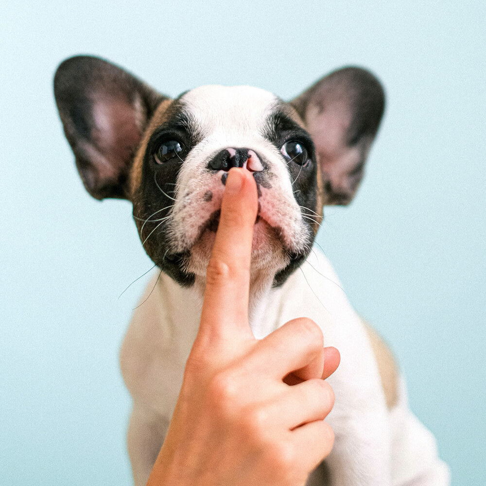 French bulldog puppy with human finger over his face
