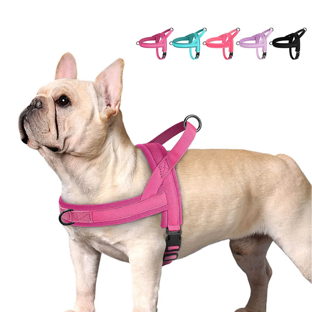 Fawn French Bulldog wearing pink harness from Frenchie Shop