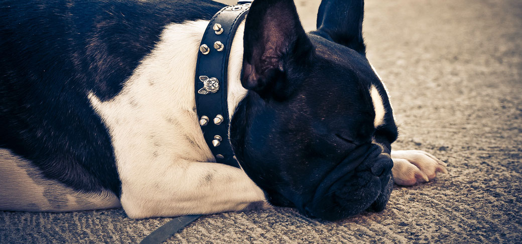 FCI French Bulldog Breed Standard