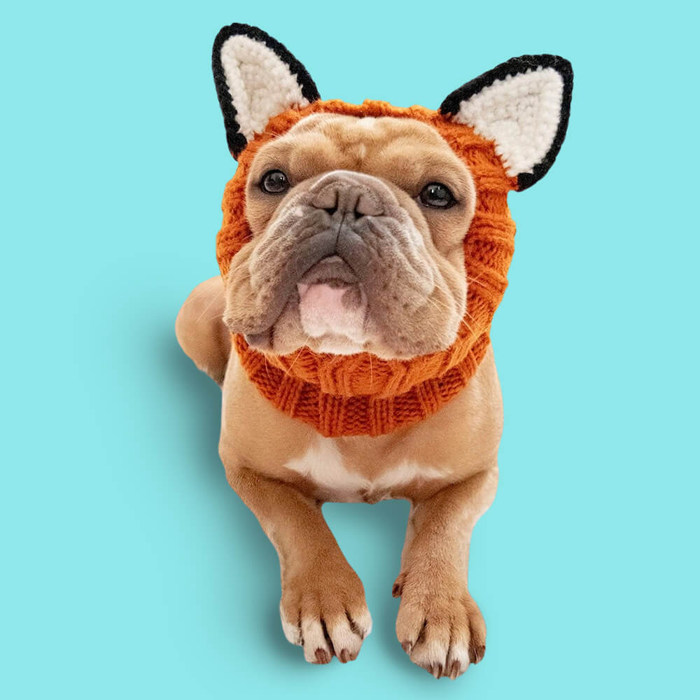 French bulldog wearing knitted headwear accessory against blue background