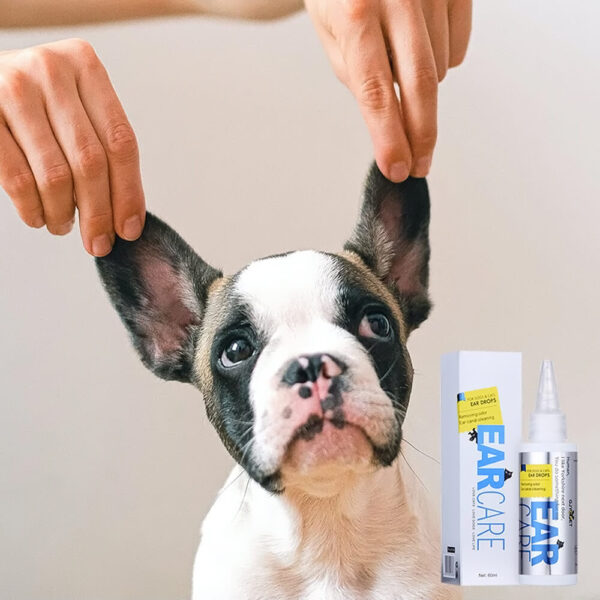 French Bulldog Health & Care
