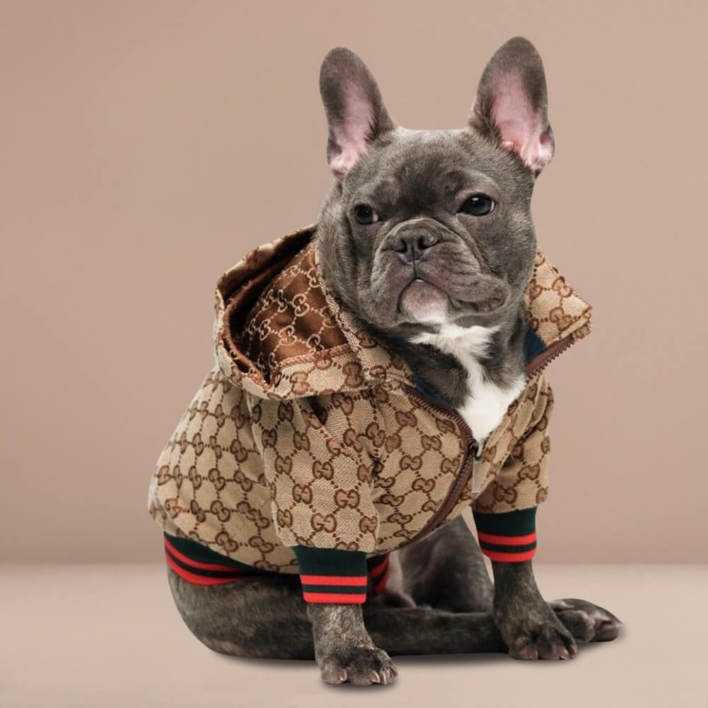 French bulldog wearing designer jacket against pastel brown background