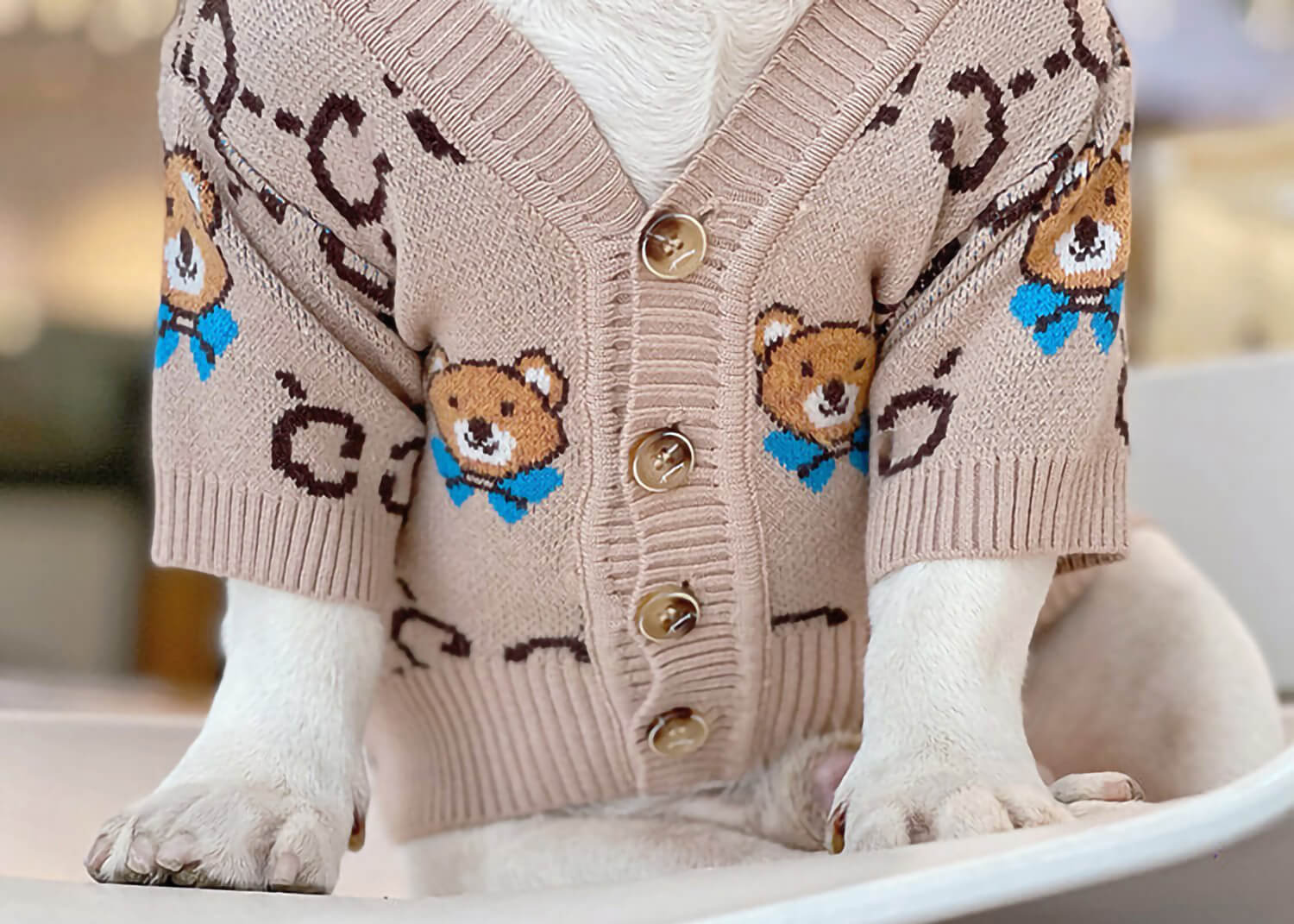Close up shot of the French bulldog wearing Couture Teddy Bear Frenchie Cardigan