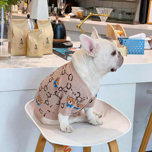 Cream French bulldog sits on the white chair wearing cream Couture Teddy Bear Frenchie Cardigan