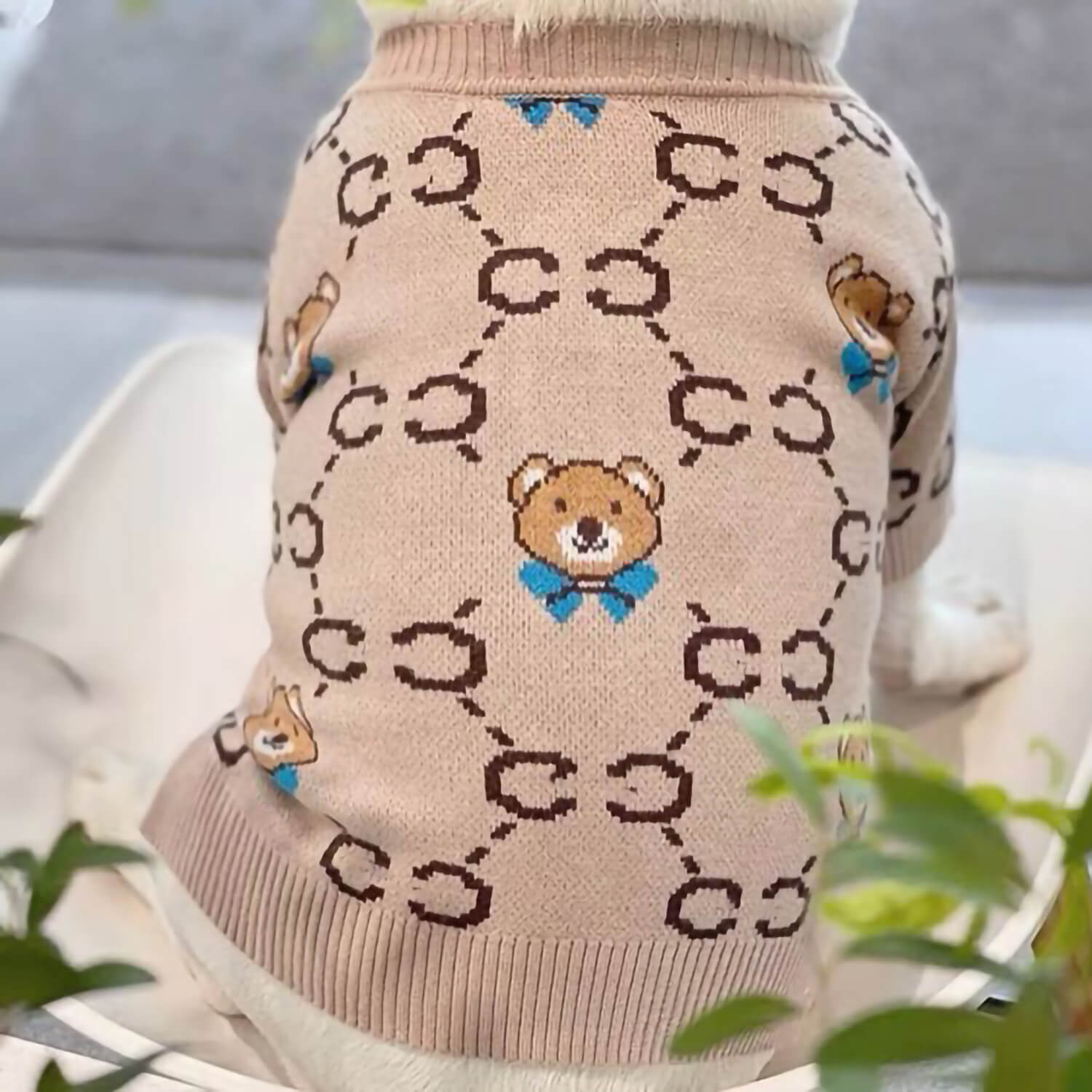Close up shoot of the back of French Bulldog wearing Couture Teddy Bear Frenchie Cardigan