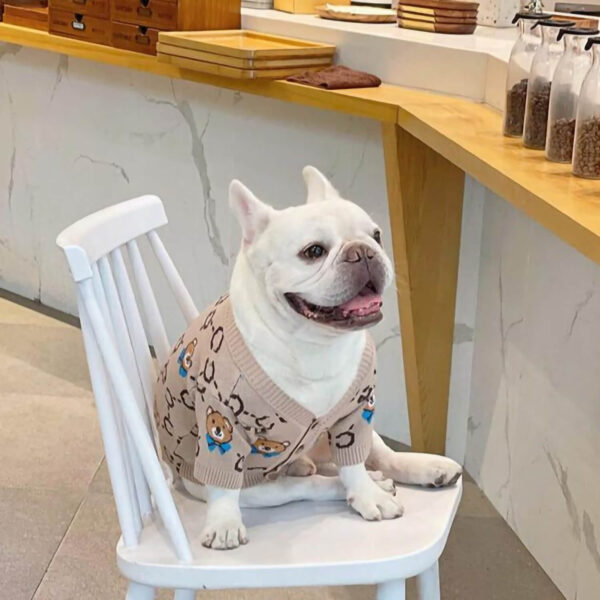 Cream French bulldog sits on the white chair wearing cream Couture Teddy Bear Frenchie Cardigan