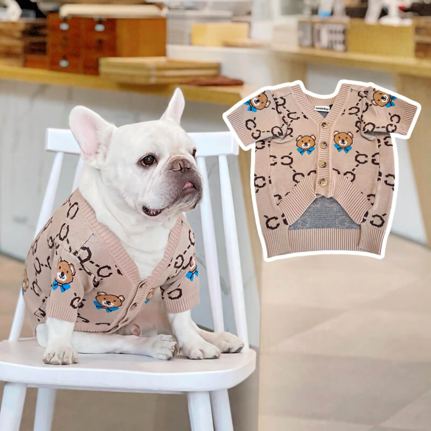 Cream French bulldog sitting on the chair and wearing Couture Teddy Bear Frenchie Cardigan