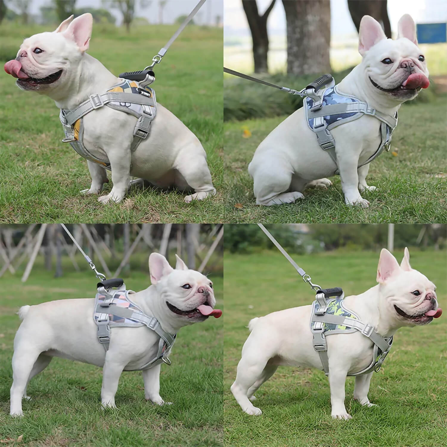 Collage of 4 photos showing cream French bulldog wearing 4 colors of the French Bulldog Harness With Handle