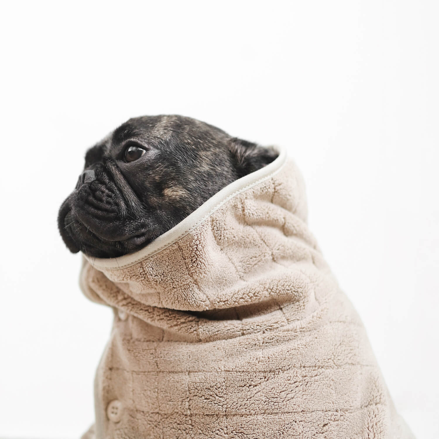 Portrait of black French bulldog wearing brown Hug-a-Bulldog Cozy Towel Robe like a turtleneck against white background