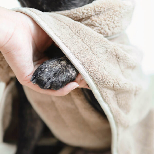 Close up shot of black French bulldog paw under brown Hug-a-Bulldog Cozy Towel Robe